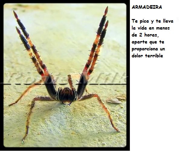 ARAÑA2
