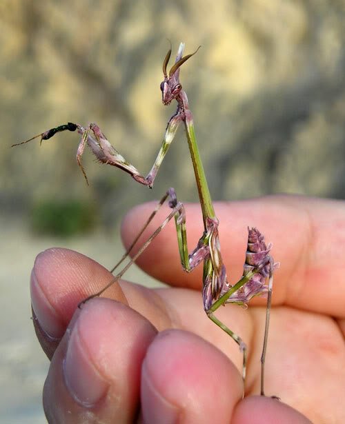 248989_213146202051327_100000678453667_640010_1525083_n