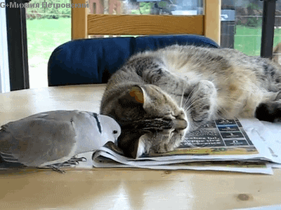 Bird cat love hate - ХОРОШ СПАТЬ!