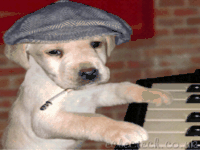 Perrito pianista