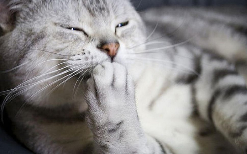 149278__laughing-kitty-d_p