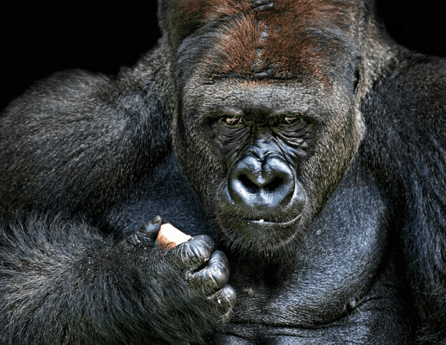 gorila