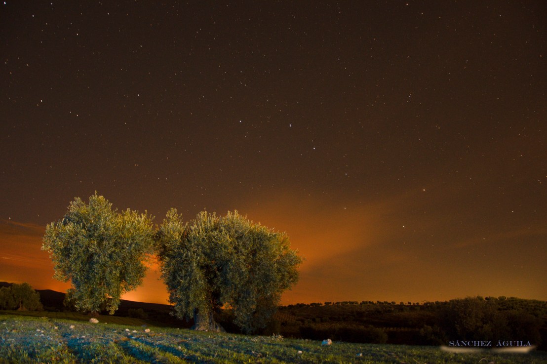 … y los antiguos dijeron: el Mediterráneo empieza y acaba con el&nbsp;olivo