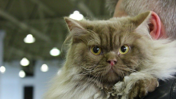 ALTO CLÉRIGO SAUDITA PROHIBE LAS SELFIS CON&nbsp;GATOS