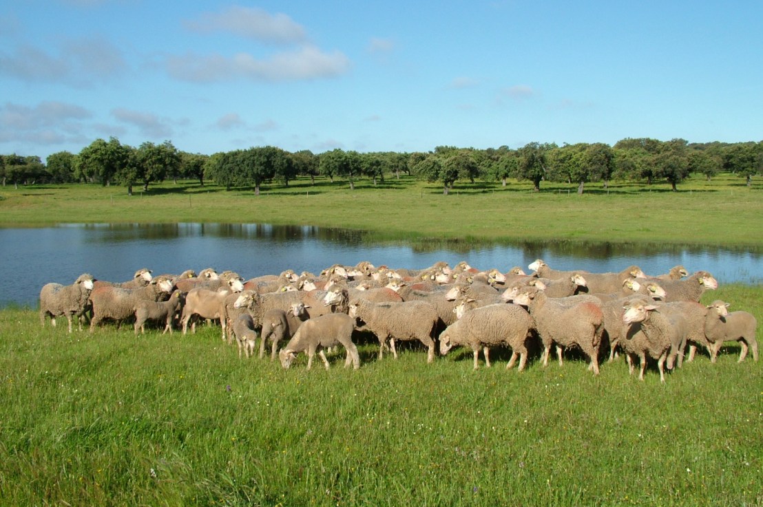 Unas cañadas muy&nbsp;Reales