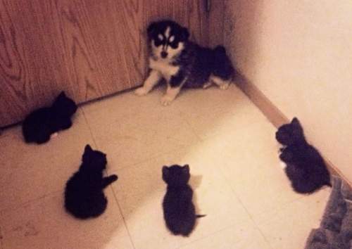 Acorralado / Cornered