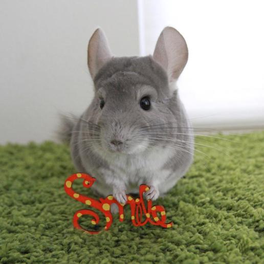 chinchillas1