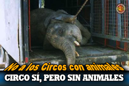 Image result for no circos