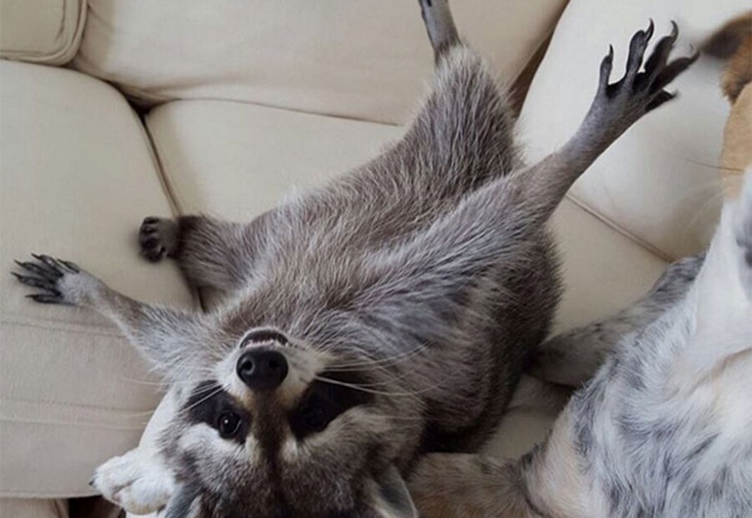 Orphaned Raccoon Lives With Dogs, Thinks She’s One Of&nbsp;Them
