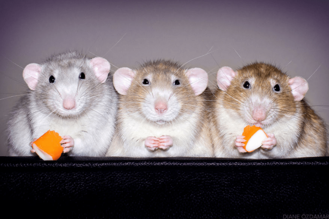 Photographer Was Taking Cute Photos Of Rats To Brake A Negative Image Of&nbsp;Them