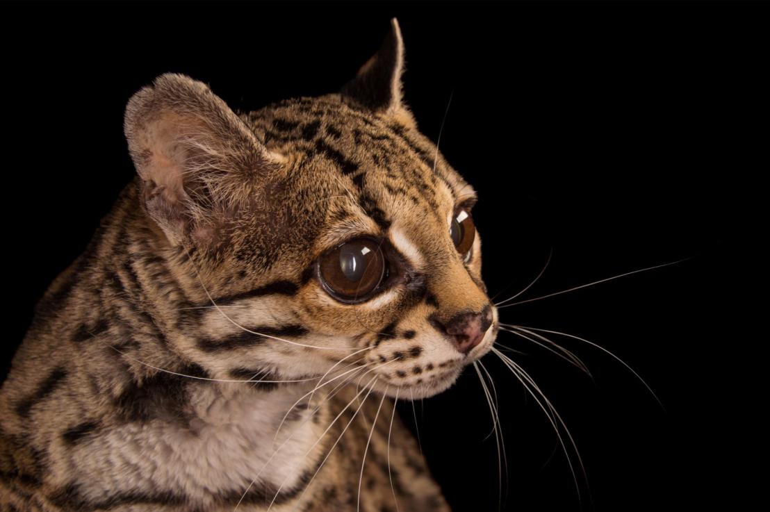 Mysterious Wildcats by Joel&nbsp;Sartore