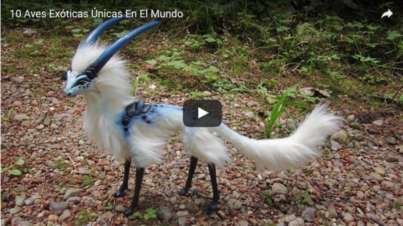 VIDEO: Diez aves exóticas únicas en el&nbsp;mundo