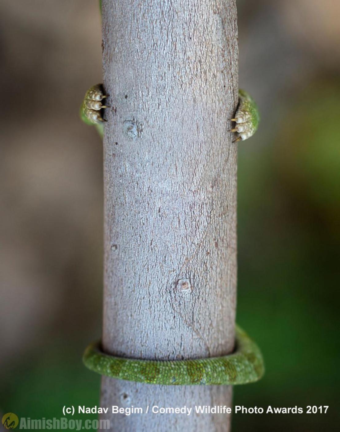 comedy-wildlife-2017-finalists-15