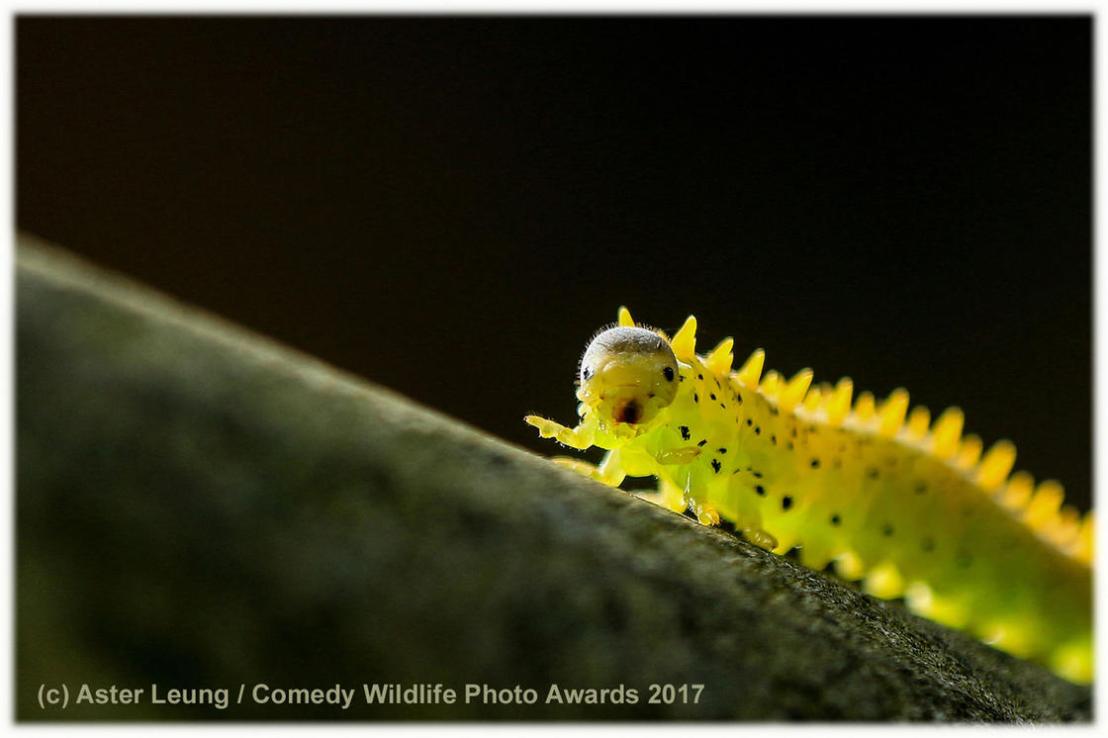 comedy-wildlife-2017-finalists-3