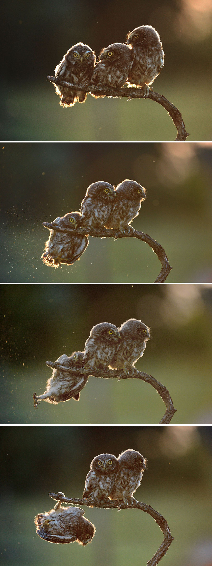 comedy-wildlife-photography-awards-winners-2017-1-5a33d725d0d14__880