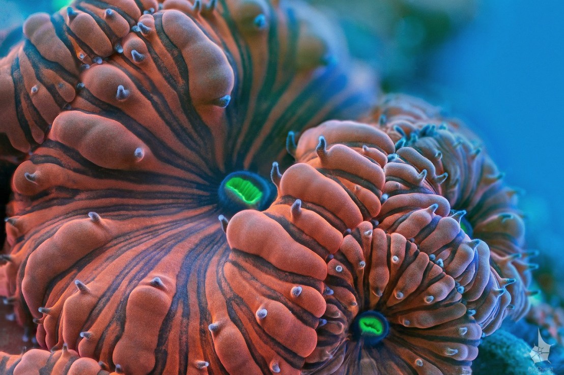 Slow Life: Macro Time-lapse of Corals by Daniel&nbsp;Stoupin