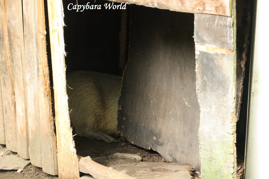 WN 40% Kin Hides 03 July 2017 010