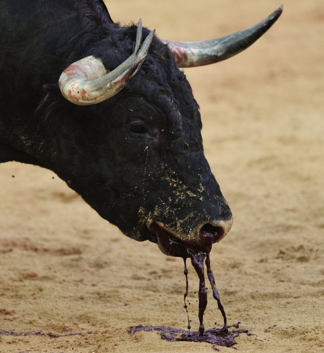Los toros en la&nbsp;plaza.