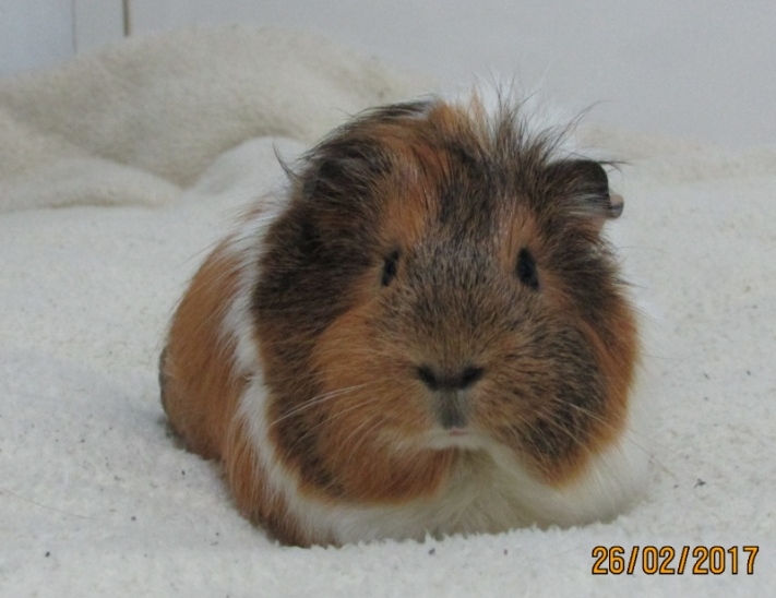 COBAYAS LIB Chocolata