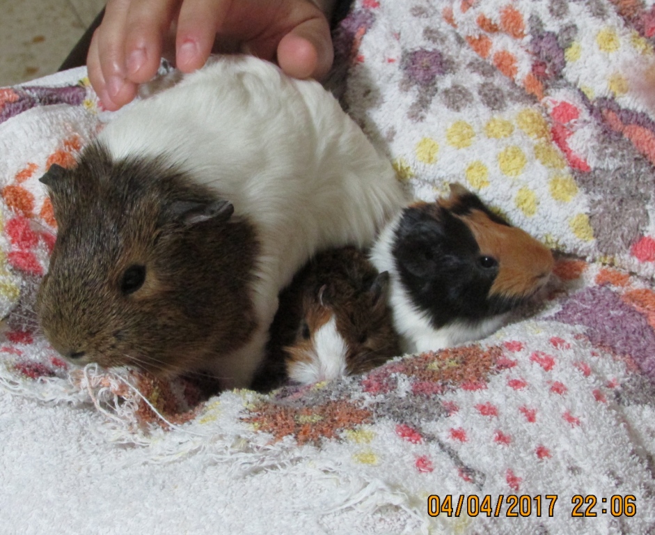 COBAYAS LIB Familia1