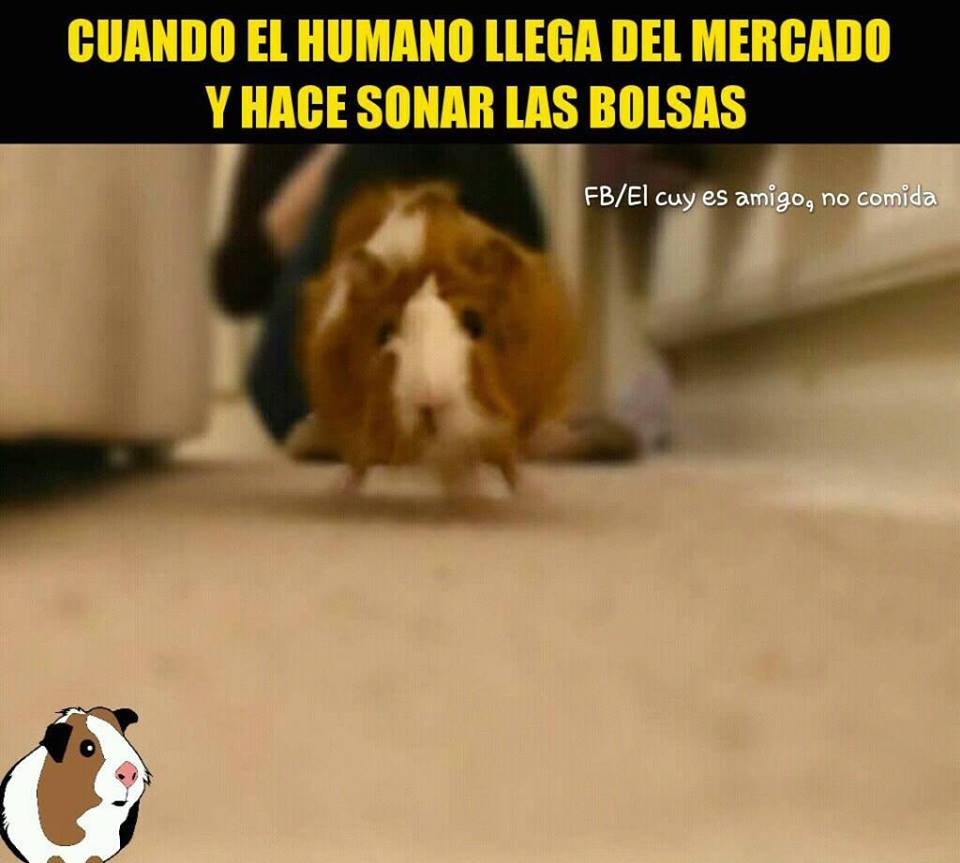 COBAYAS MEMES8