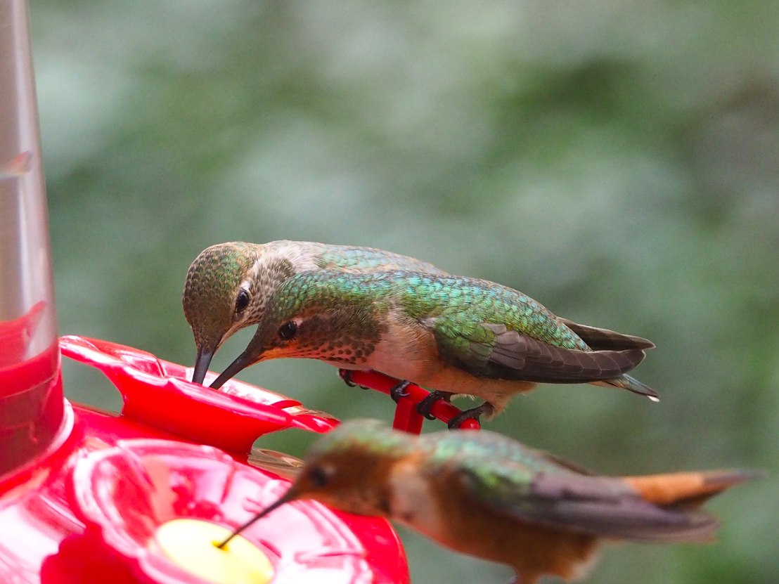 OLYMPUS DIGITAL CAMERA