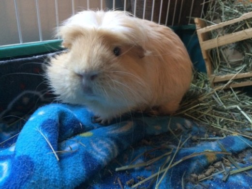 COBAYAStumblr_oqxetlpNla1upgh7wo3_540