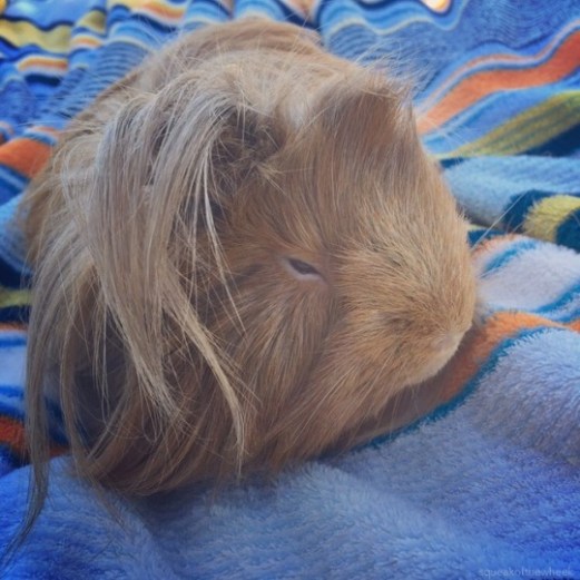 COBAYAStumblr_ov3ze7rSvc1tequdfo1_540