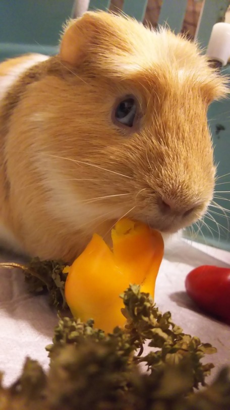 COBAYAStumblr_ow9mdrZw0o1ug1ozco1_540