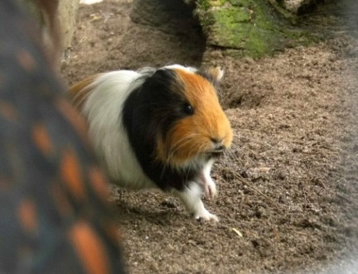 COBAYAStumblr_owee3iVYSs1vxnthso1_540