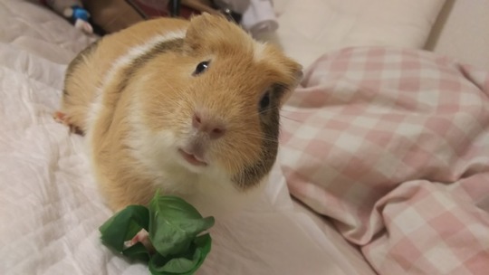 COBAYAStumblr_ox5302iLld1ug1ozco1_540