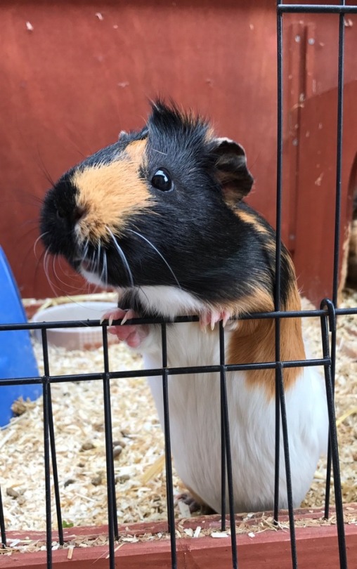 COBAYAStumblr_oz8uenLuFE1wh9koco1_540