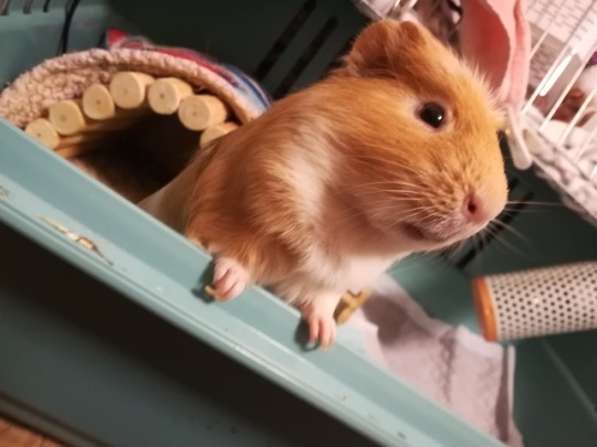 COBAYAStumblr_ozv8fzLo0G1ug1ozco1_540