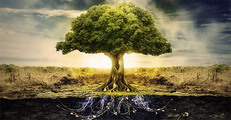 Significado-del-Arbol-de-la-Vida