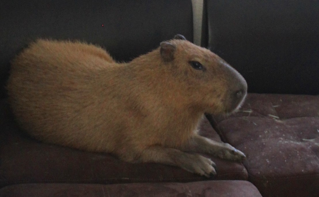 A visit with Romeo and&nbsp;Tuff’n