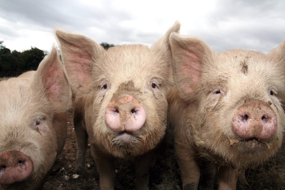 2470950790_efc40510b3_k-e1587633468631