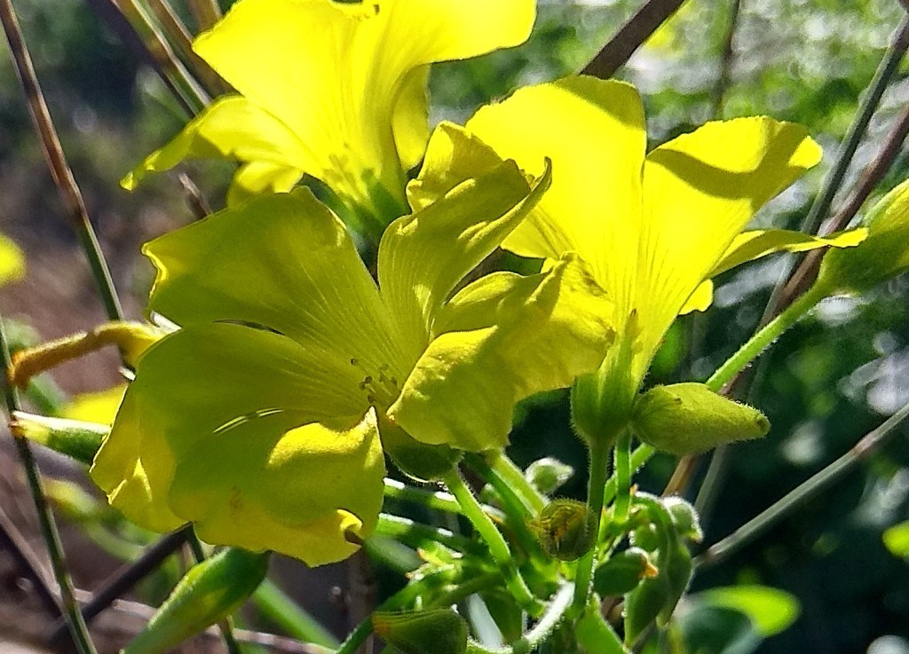 PACIENTES DE LA&nbsp;PANDEMIA