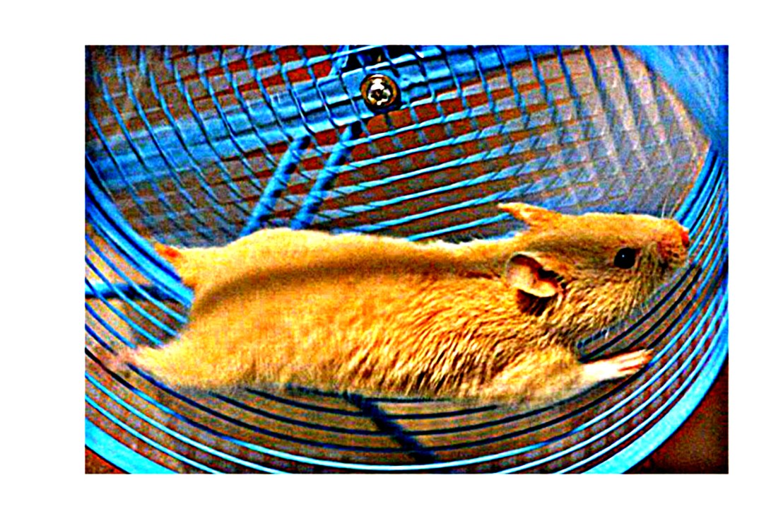 TOQUE DE QUEDA&nbsp;MULTIMEDIA