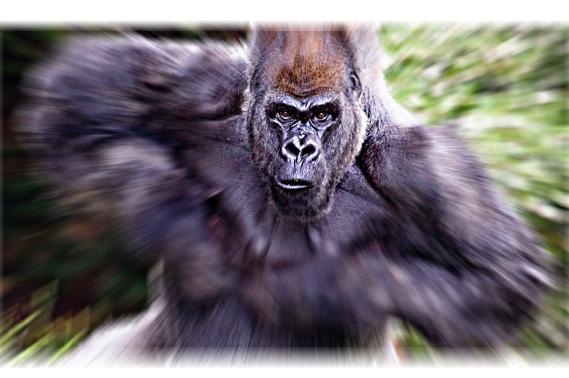 Soy muy muy&nbsp;macho…