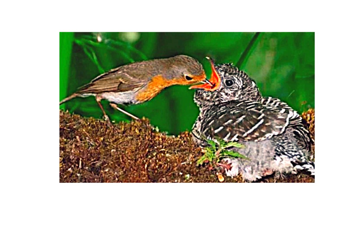 EL NACIONALISMO Y EL&nbsp;CUCO