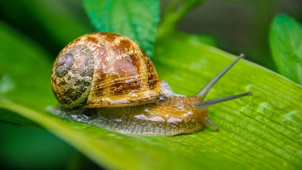 EL PESO Y EL&nbsp;CAMINO