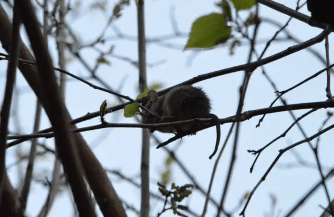 Las ratas de Colau ya anidan en los&nbsp;árboles